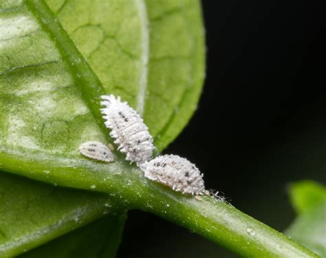 White bugs on plants. Things To Know About White bugs on plants. 